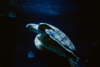 sea turtle swimming with fishes sea turtle swimming with fishes