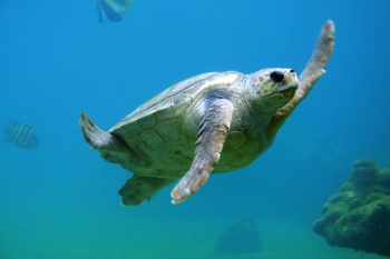 sea turtle under water sea turtle under water