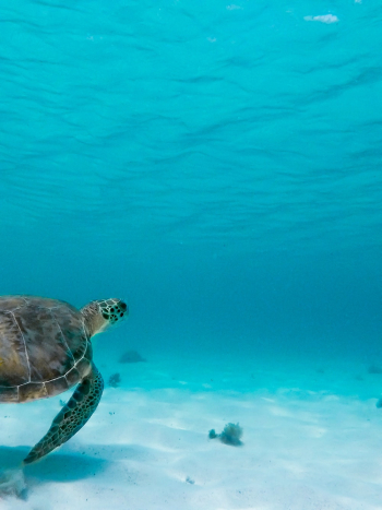 Sea Turtle Underwater Sea Turtle Underwater