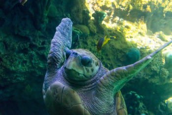 Sea Turtle Underwater Sea Turtle Underwater