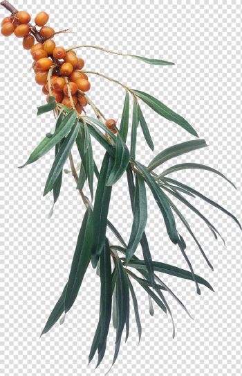 Seaberry Fruit Scape Icon, Sea buckthorn transparent background PNG clipart Seaberry Fruit Scape Icon, Sea buckthorn transparent background PNG clipart