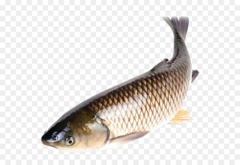 Seafood Crab Fish as food Common carp - Fish fish Seafood Crab Fish as food Common carp - Fish fish