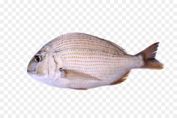 Seafood Deep sea fish - Definition of deep-sea fish Seafood Deep sea fish - Definition of deep-sea fish