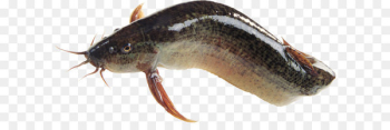 Seafood Fish - Fish PNG Seafood Fish - Fish PNG