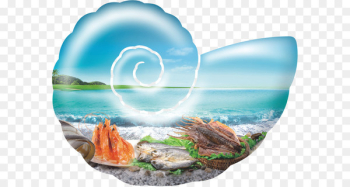 Seafood Poster - conch Seafood Poster - conch