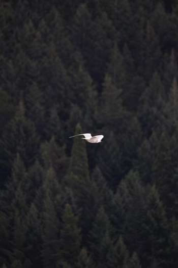 seagull at mid air seagull at mid air
