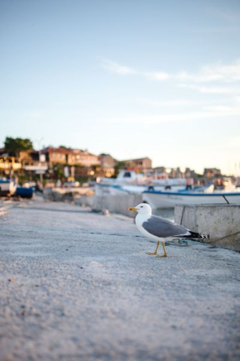Seagull at Nessebar Port, Bulgaria Seagull at Nessebar Port, Bulgaria
