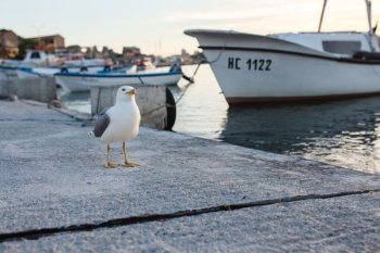 Seagull at Nessebar Port, Bulgaria Seagull at Nessebar Port, Bulgaria