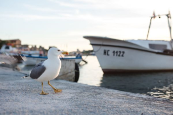 Seagull at Nessebar Port, Bulgaria Seagull at Nessebar Port, Bulgaria