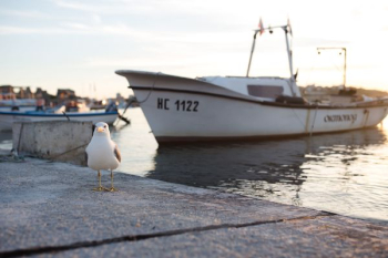 Seagull at Nessebar Port, Bulgaria Seagull at Nessebar Port, Bulgaria