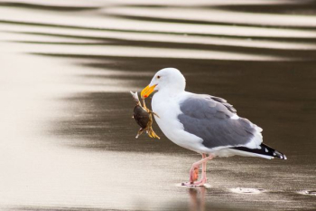 seagull carrying crab using its beak seagull carrying crab using its beak