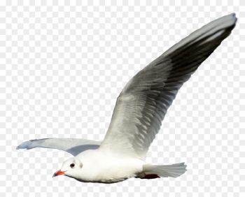 Seagull Clipart Png - Seagull With No Background Seagull Clipart Png - Seagull With No Background