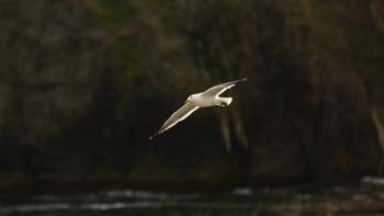Seagull Flying Seagull Flying