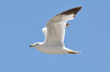 Seagull in Flight.JPG Seagull in Flight.JPG
