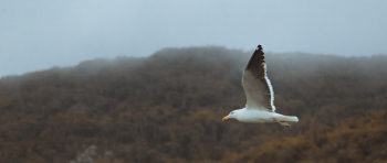 Seagull on Flight Seagull on Flight