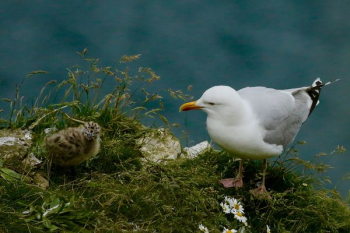 seagull on grass field seagull on grass field
