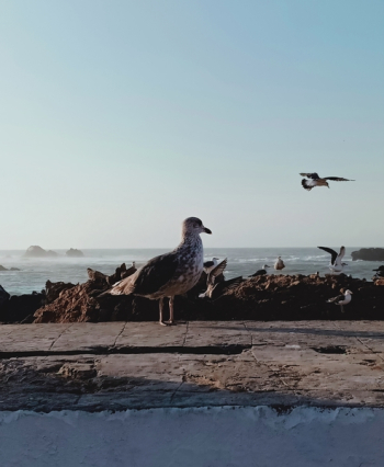 Seagull on Pavement Seagull on Pavement
