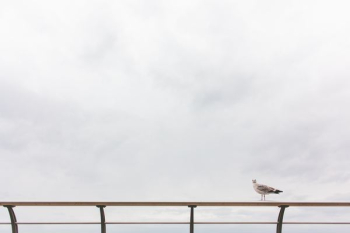 seagull on railing seagull on railing