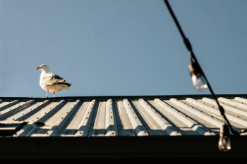 Seagull On Roof Seagull On Roof