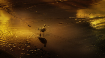 Seagull on Seashore Seagull on Seashore