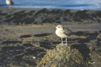 Seagull on the sand Seagull on the sand