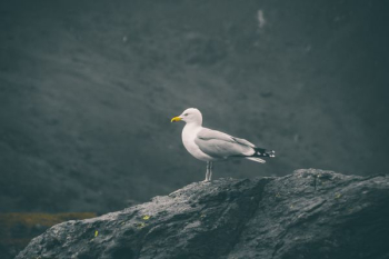 seagull resting on rock seagull resting on rock