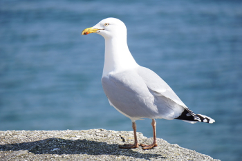 Seagull Standing on Rock Seagull Standing on Rock