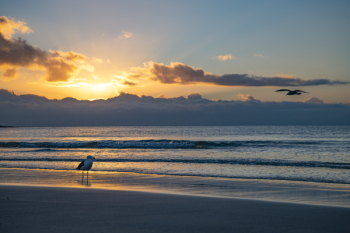 Seagull Standing on the Shore Seagull Standing on the Shore