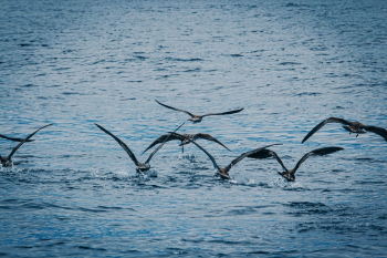 Seagulls Above Sea