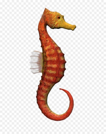 Seahorse Clip art - Orange Hippo Seahorse Clip art - Orange Hippo