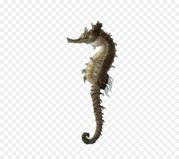 Seahorse Computer Icons Clip art - sea life background 