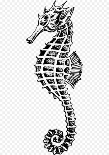 Seahorse Drawing Clip art - seahorse Seahorse Drawing Clip art - seahorse