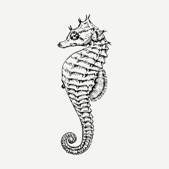 Seahorse drawing, sea life vintage | Free PSD - rawpixel