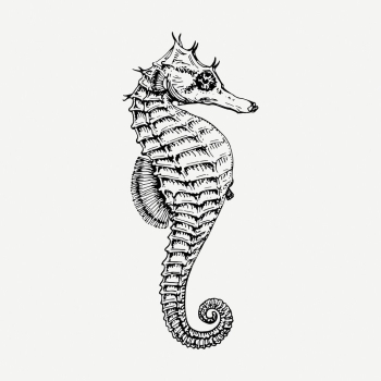 Seahorse drawing, vintage sea life | Free PSD - rawpixel