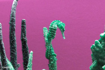 Seahorse | Free public domain photo - 434163 Seahorse | Free public domain photo - 434163