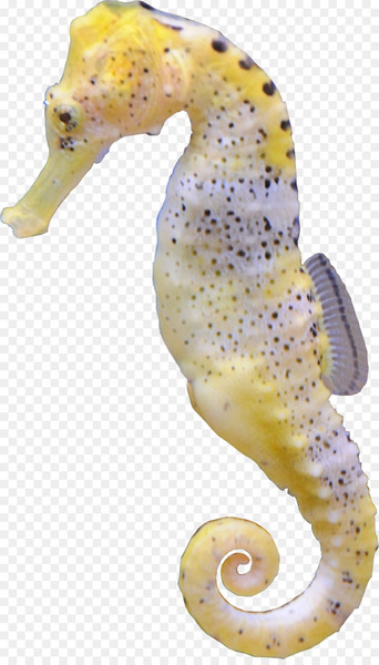 Seahorse Hippocampus Aquatic animal - Hippocampus sea decoration 