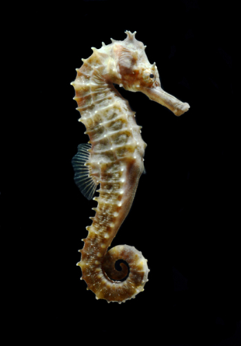 seahorse (Hippocampus) swimming Isolated on black.