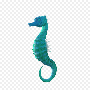 Seahorse Image Animal Video - seahorse Seahorse Image Animal Video - seahorse