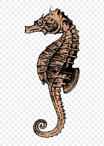 Seahorse png sticker, aquatic animal | Free PNG - rawpixel Seahorse png sticker, aquatic animal | Free PNG - rawpixel