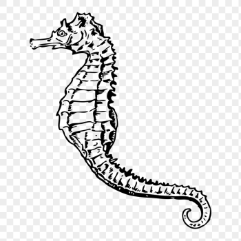 Seahorse png sticker, sea life | Free PNG - rawpixel
