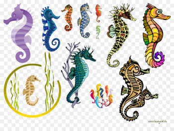 Seahorse Syngnathiformes Ornamental fish - seahorse Seahorse Syngnathiformes Ornamental fish - seahorse