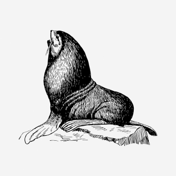 Seal animal drawing, hand drawn | Free Photo - rawpixel Seal animal drawing, hand drawn | Free Photo - rawpixel