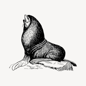 Seal animal drawing, vintage sea | Free Vector - rawpixel Seal animal drawing, vintage sea | Free Vector - rawpixel