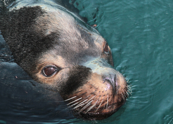 Seal Animal on Body of Water at Daytime Seal Animal on Body of Water at Daytime