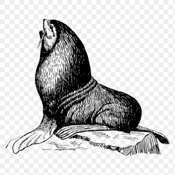 Seal animal png clipart, hand | Free PNG - rawpixel Seal animal png clipart, hand | Free PNG - rawpixel