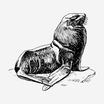Seal clipart, sea animal vintage | Free Vector - rawpixel Seal clipart, sea animal vintage | Free Vector - rawpixel