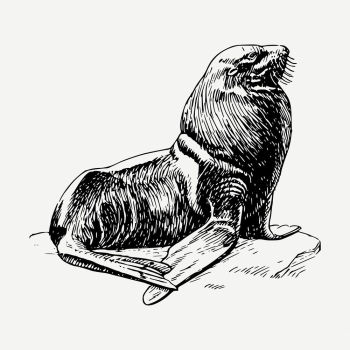 Seal drawing, sea life vintage | Free PSD - rawpixel