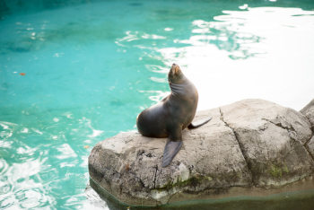 Seal On Boulder Seal On Boulder