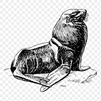 Seal png sticker, sea life | Free PNG - rawpixel
