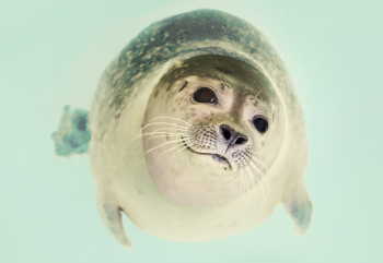 Seal Underwater Seal Underwater